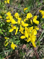 Cytisophyllum sessilifolium