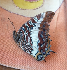 Charaxes brutus