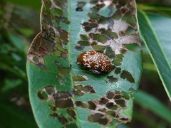 Asiophrida scaphoides