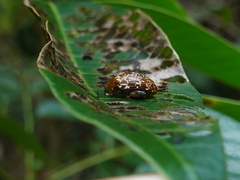 Asiophrida scaphoides