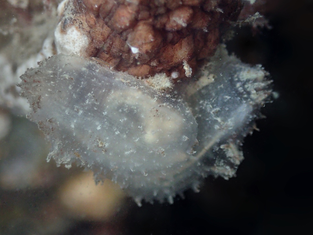 Hairy Sea-Squirt