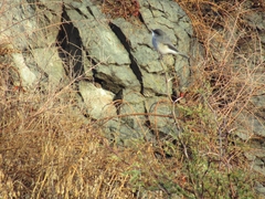 Pyrope pyrope pyrope