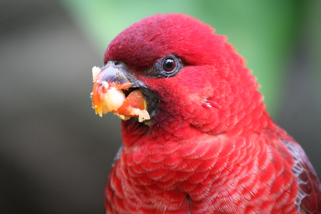 Cardinal Lory (Bird Species Guide - Tetepare) · iNaturalist