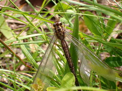 Ascaloptynx appendiculata