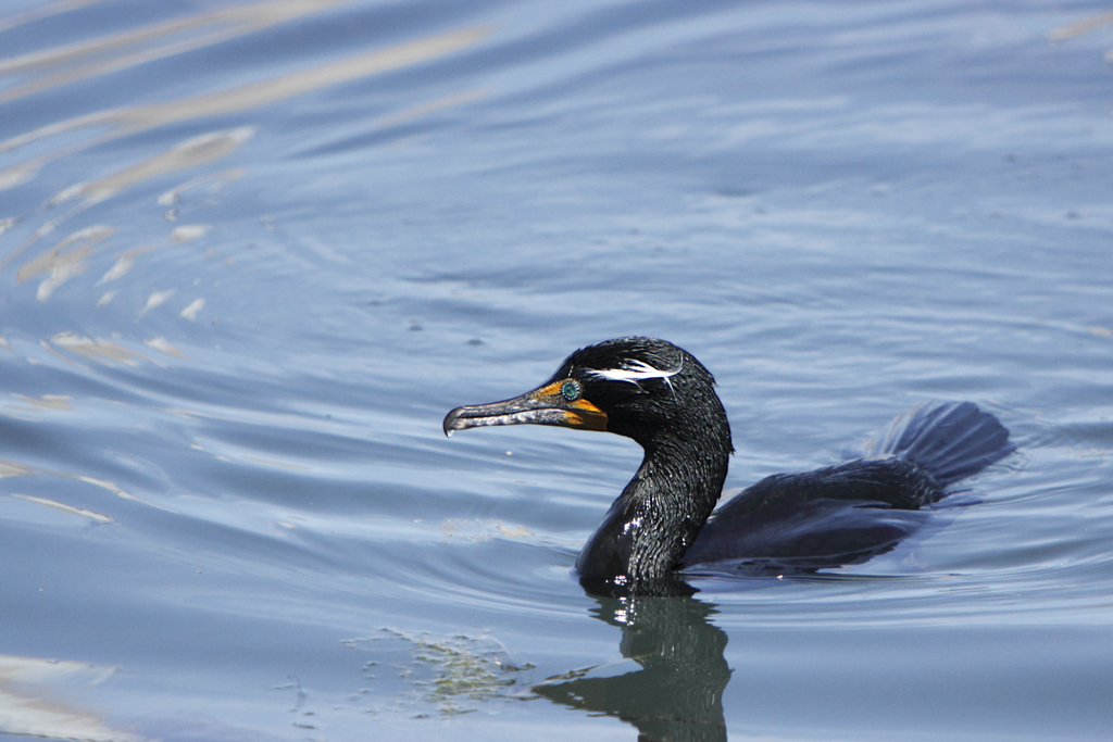 Double-crested Cormorant