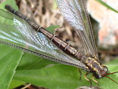 Ascaloptynx appendiculata