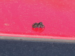 Phidippus johnsoni