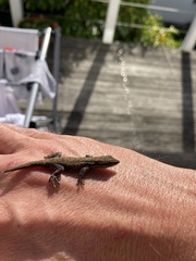 Lygodactylus capensis