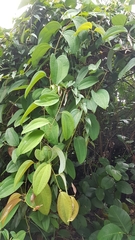 Smilax setosa
