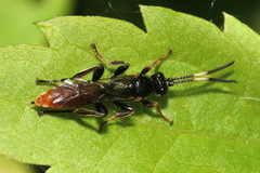 Cratichneumon coruscator
