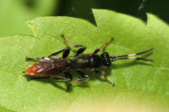 Cratichneumon coruscator