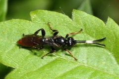 Cratichneumon coruscator