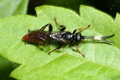 Cratichneumon coruscator