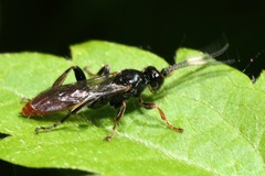 Cratichneumon coruscator