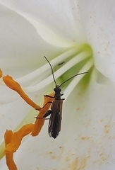 Oedemera femorata