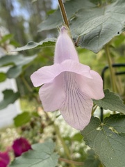 Ceratotheca