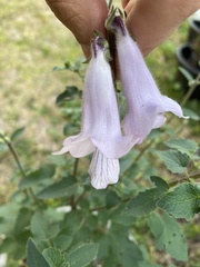 Ceratotheca