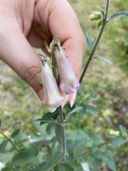 Ceratotheca