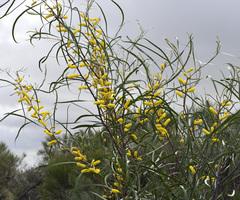 Acacia lasiocalyx