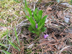 Viola gmeliniana
