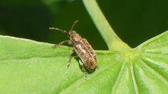 Cimberis elongata