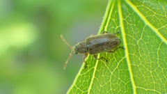 Cimberis elongata