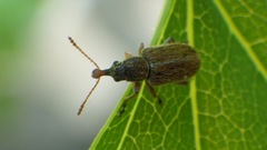 Cimberis elongata