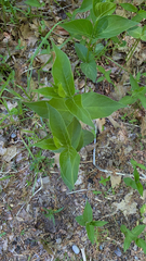 Vincetoxicum rossicum