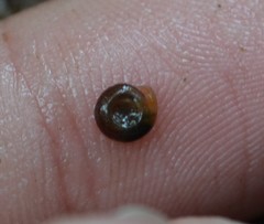 Bathyomphalus contortus