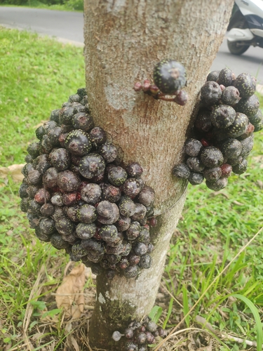 Ficus benguetensis iNat (3)