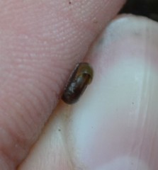 Bathyomphalus contortus
