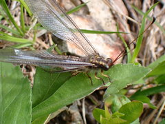 Ascaloptynx appendiculata