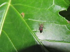 Anthomyia pluvialis