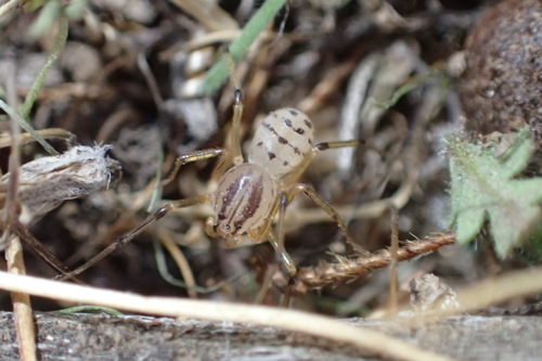 Striped Spitting Spider