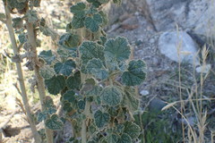 Malacothamnus marrubioides