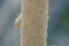 Malacothamnus marrubioides