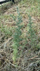 Artemisia austriaca