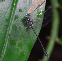 Leptogomphus risi