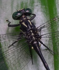 Leptogomphus risi