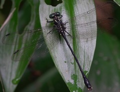 Leptogomphus risi
