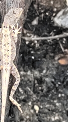 Sitana sushili