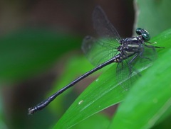 Leptogomphus risi
