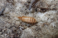 Bostrichoidea