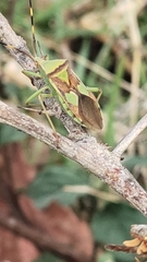 Prismatocerus prominulus