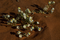 Helichrysum argyrosphaerum