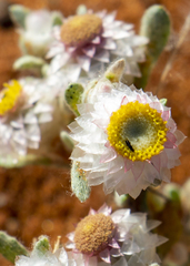 Helichrysum argyrosphaerum