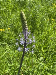 Scilla hyacinthoides
