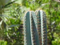 Cereeae