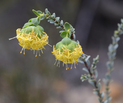 Pimelea suaveolens