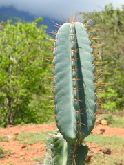 Cereeae